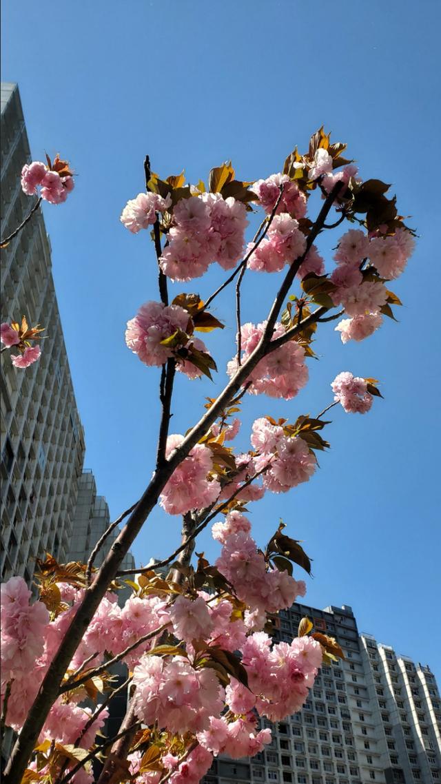 ��Ƭ��� 2020�����԰���ͬ���ǵġ������Ƭ��-28.jpg